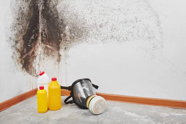 Best Mold Remediation for Schools in Crivitz, WI