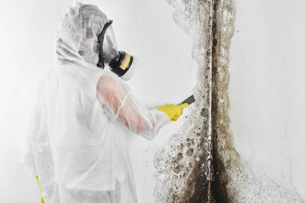 Best DIY Mold Remediation Support Services in Crivitz, WI