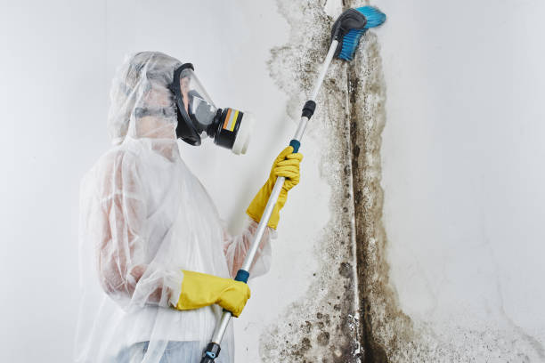 Best Crawl Space Mold Remediation in Crivitz, WI