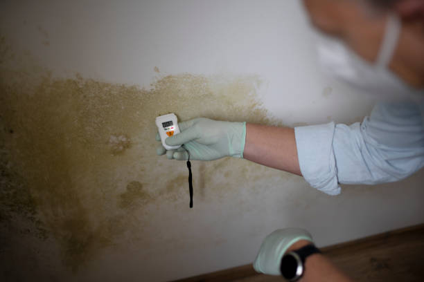 Professional Mold Remediation in Crivitz, WI