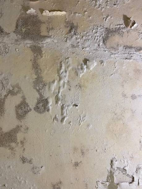 Best White Mold Remediation in Crivitz, WI