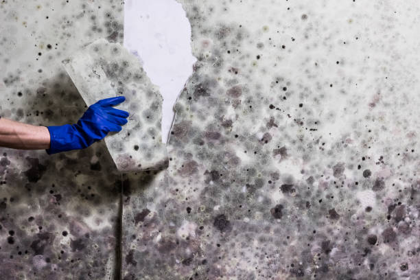 Best Health and Safety Mold Remediation in Crivitz, WI